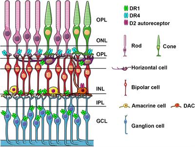 Dopamine, Alpha-Synuclein, and Mitochondrial Dysfunctions in Parkinsonian Eyes